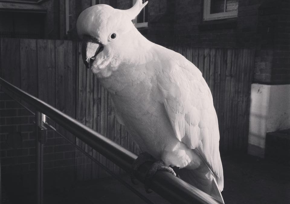 Katoomba Cockatoo I