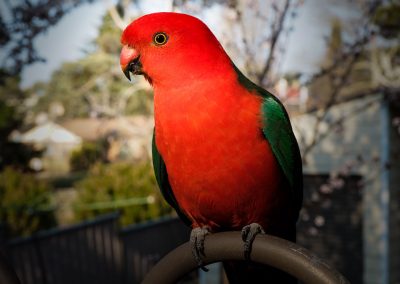 king-parrot